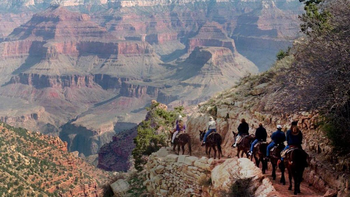 A mule train winds its way down the Bright Angel trail at Grand Canyon National Park in 1996.