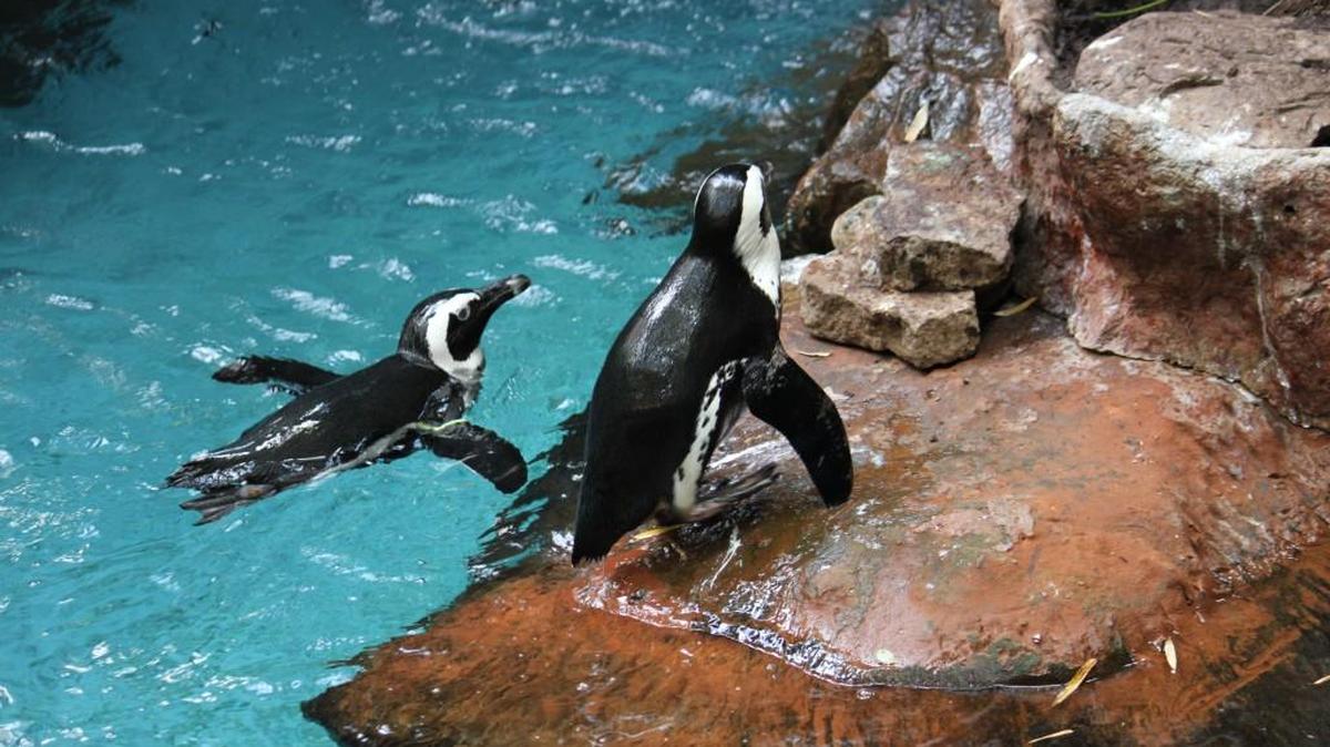 Penguins at the Dallas World Aquarium.