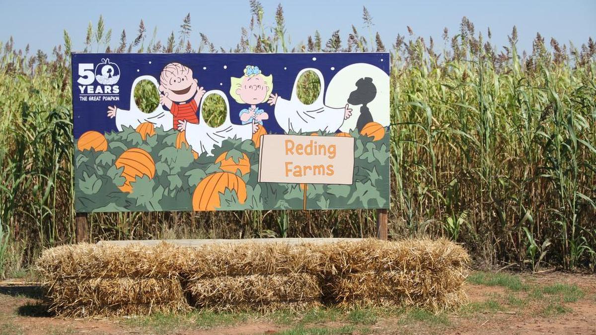 Reding Farms in Chickasha, Okla., was one of five regional corn mazes selected by Peanuts Worldwide to help celebrate the 50th anniversary of “It’s the Great Pumpkin, Charlie Brown!”