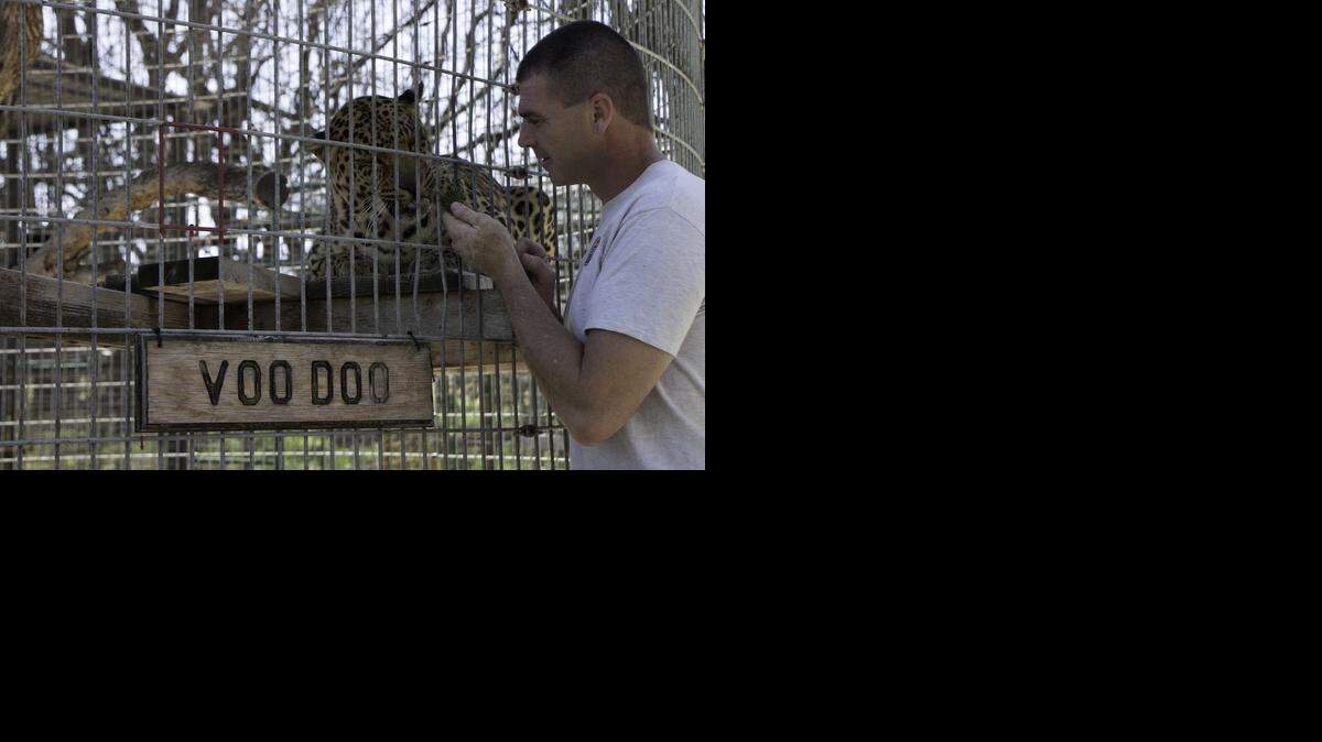 
Steve Klein, a former Wichitan who is president of the Cedar Cove Feline Conservatory near Kansas City, spends time with Voo Doo, a 14-year-old leopard. 
