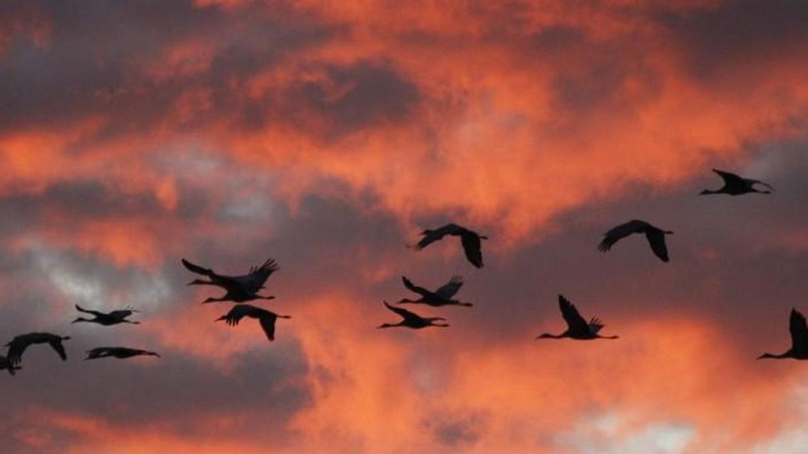 Sand hill cranes fly as the sun sets over Quivira National Wildlife Refuge in 2013.