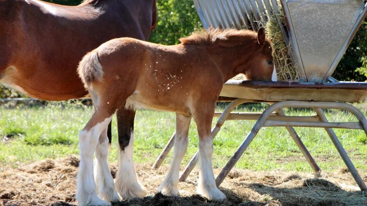 The Warm Springs Ranch in Missouri, one of the country’s few Budweiser Clydesdale breeding farms, is open for tours.