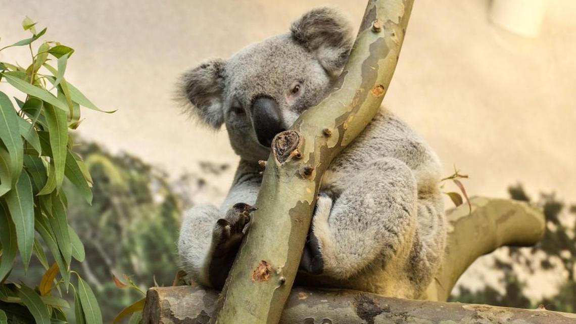 Coedie and Burra, male koalas are on loan to the Kansas City Zoo from the San Diego Zoo until November.
