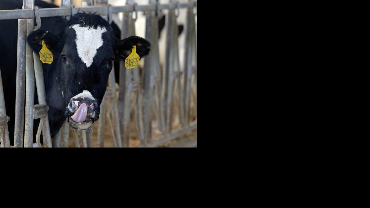 
A cow stands in one of the dairy barns at Fair Oaks Farms in Fair Oaks, Ind. Fairlife, offered through a joint venture between the dairy cooperative Select Milk Producers and Coca-Cola, is filtered to have more protein and less sugar than regular milk.
