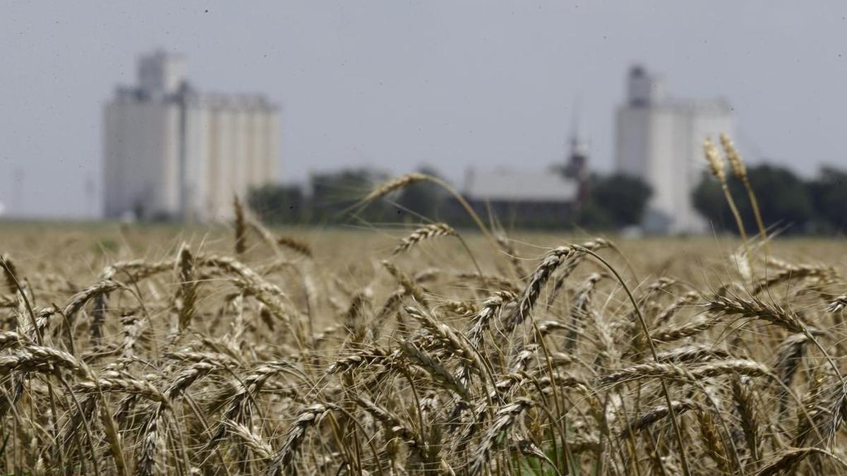 
Wheat stands ready for harvest in a field near Anthony, Kan., Sunday, June 21, 2015. 
