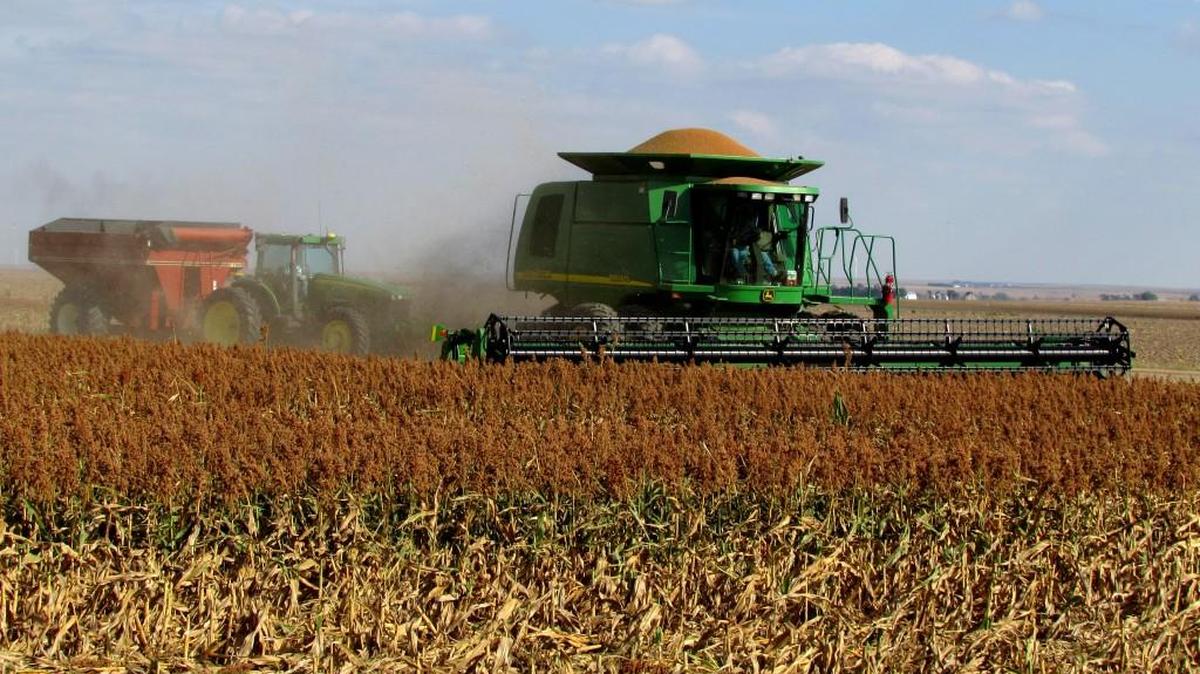 Neal Delaney, 69, harvests milo on Oct. 6 near Bazine. It will be one of his better milo crops, thanks to rain after a multiyear drought. Delaney is the third generation to farm in Ness County.