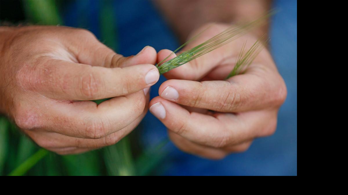 
Farmer Rick Horton inspects some wheat in a field near Cheney on Wednesday during the Kansas Wheat Tour. 
