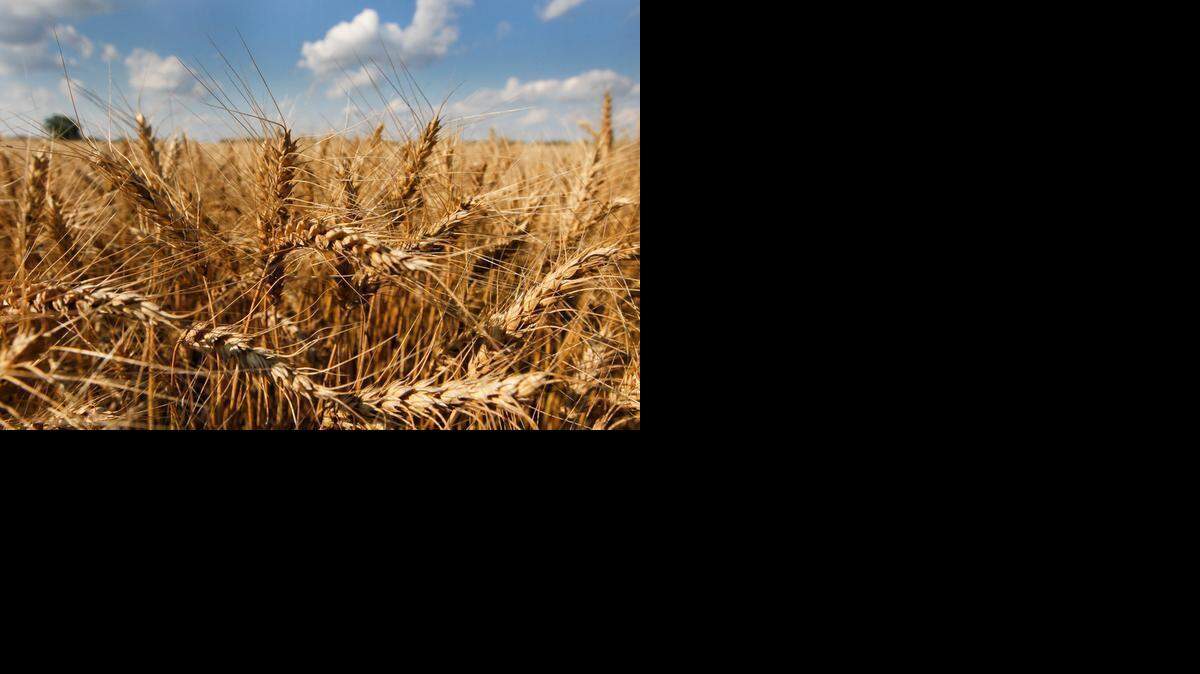 
Wheat fields will begin their transformation from little green sprouts to golden grain as the days grow warmer. Experts say conditions for wheat are better this year, but prices are down. 
