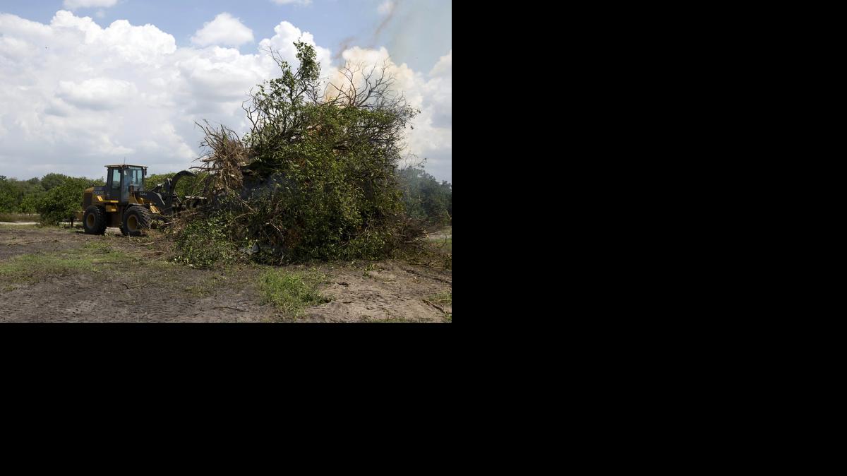 
Citrus trees affected by a disease called “greening” are burned in June in a grove owned by the Hunt Bros. Cooperative in Lake Wales, Fla. The Hunt family owns 5,000-plus acres of groves and is part of the co-op that contributes to Florida's Natural, the third largest juice brand in the country. Florida's $9 billion citrus industry is facing its biggest threat yet by a tiny invasive bug called the Asian citrus psyllid, which carries bacteria that are left behind when the psyllid feeds on a citrus tree's leaves. 
