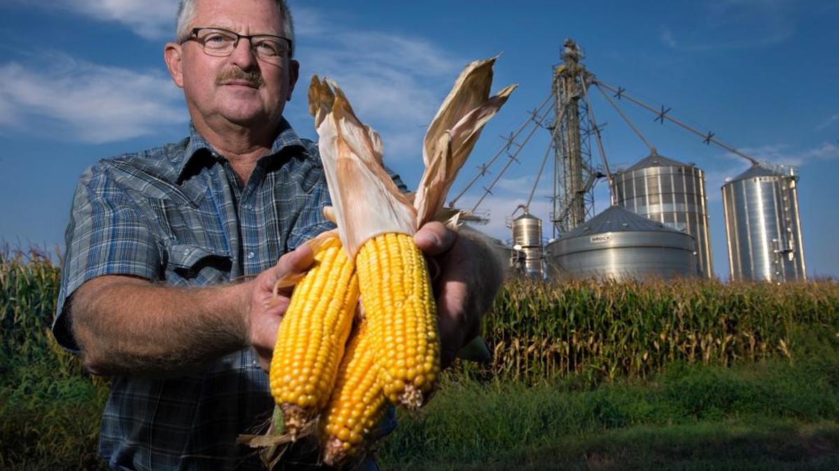 
Ken McCauley raises genetically modified corn on his farm just west of White Cloud.

