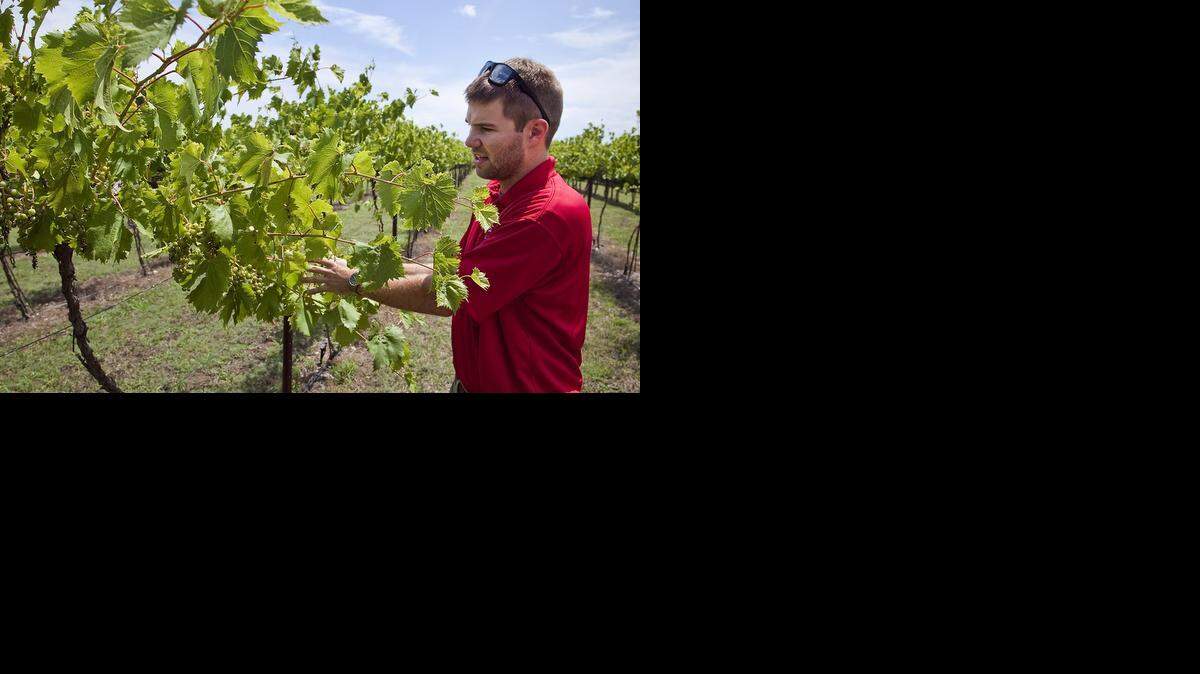 
Grace Hill Winery’s Jeff Sollo shows off some chardonel grapes, a cross between Chardonnay and several varieties.
