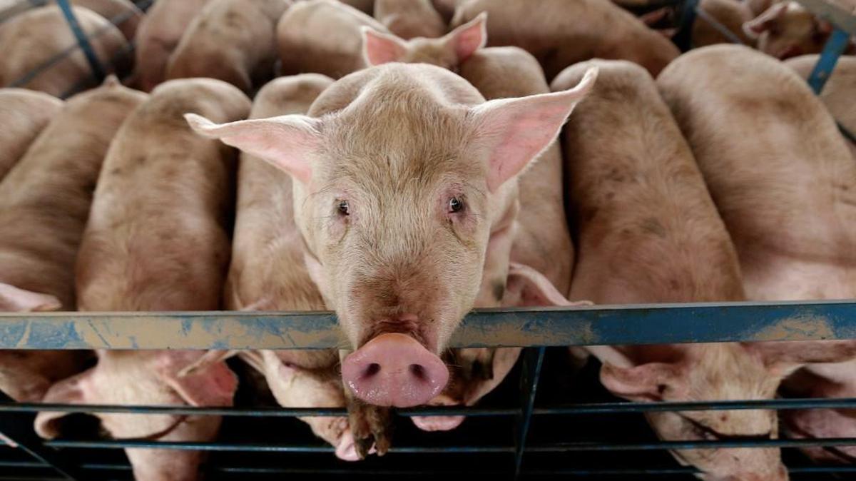 A pig looks out of its pen at a hog feeding operation near Tribune. The state regulatory agency entrusted with overseeing pig and cattle feedlots has no full-time professional environmental engineers at the moment.