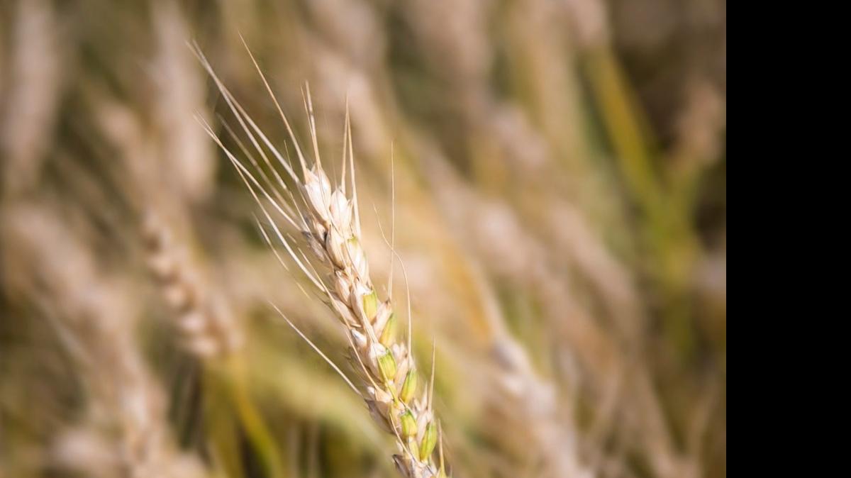 
As Kansas farmers begin to cut their 2015 wheat crop, the latest report from the U.S. Department of Agriculture predicts production will be better than had been anticipated before May rains fell across most of the state.
