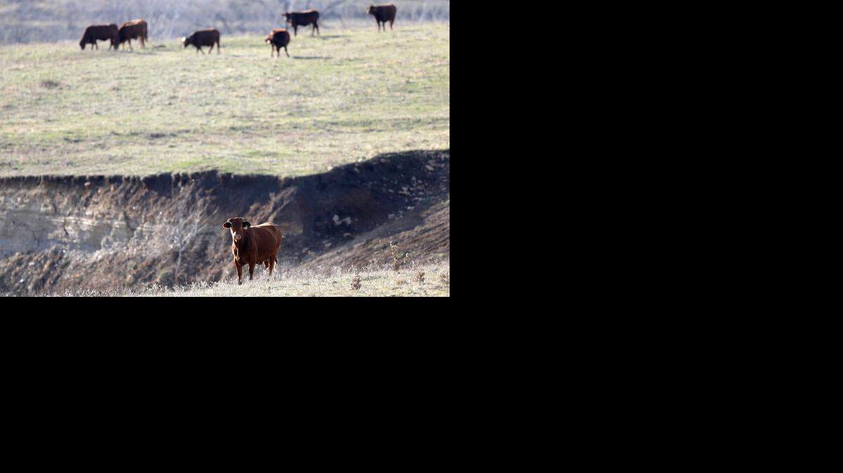 
Cattle graze in a pasture along Douglas County Road 1029, near Lecompton Tuesday. Kansas ranchers are heading into winter in better shape than a year ago.
