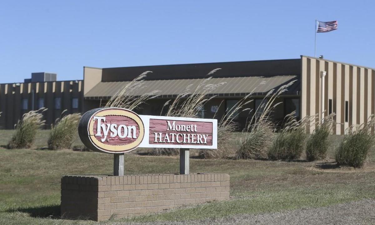 The Tyson chicken hatchery in Monett, Missouri.