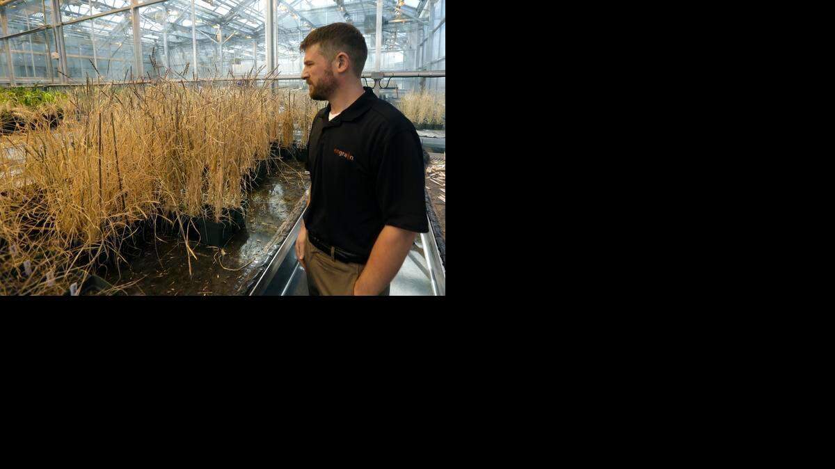 
Chris Miller, senior director of research for Engrain, is part of a project that is working to develop gluten-free wheat. His research facility is located at the Wheat Innovation Center in Manhattan.
