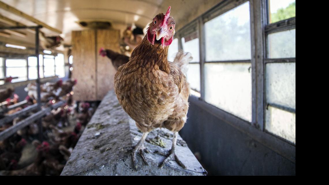 
Duane Unruh, manager of Unruh Poultry near Peabody, raises grass-fed chickens in a school bus turned chicken coop. (May 18, 2015) 

