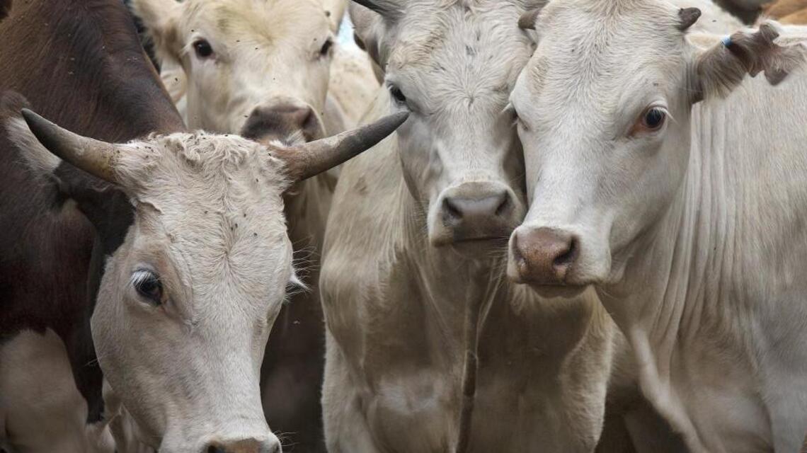 A rarity: Triplet calves born on 2 Kansas farms