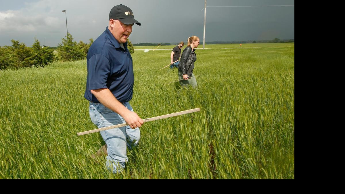 
Kansas Wheat Commission president Justin Gilpin inspects a wheat field near Cheney on Wednesday during the Kansas Wheat Tour. Tour members on Thursday projected Kansas’ 2015 harvest would produce a total of 288.5 million bushels, with an average statewide yield of 35.9 bushels per acre.
