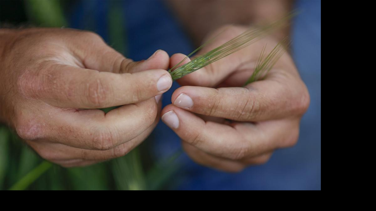 
Leon farmer Rick Horton inspects some wheat Wednesday in a field near Cheney the Kansas Wheat Tour. (May 6, 2015)
