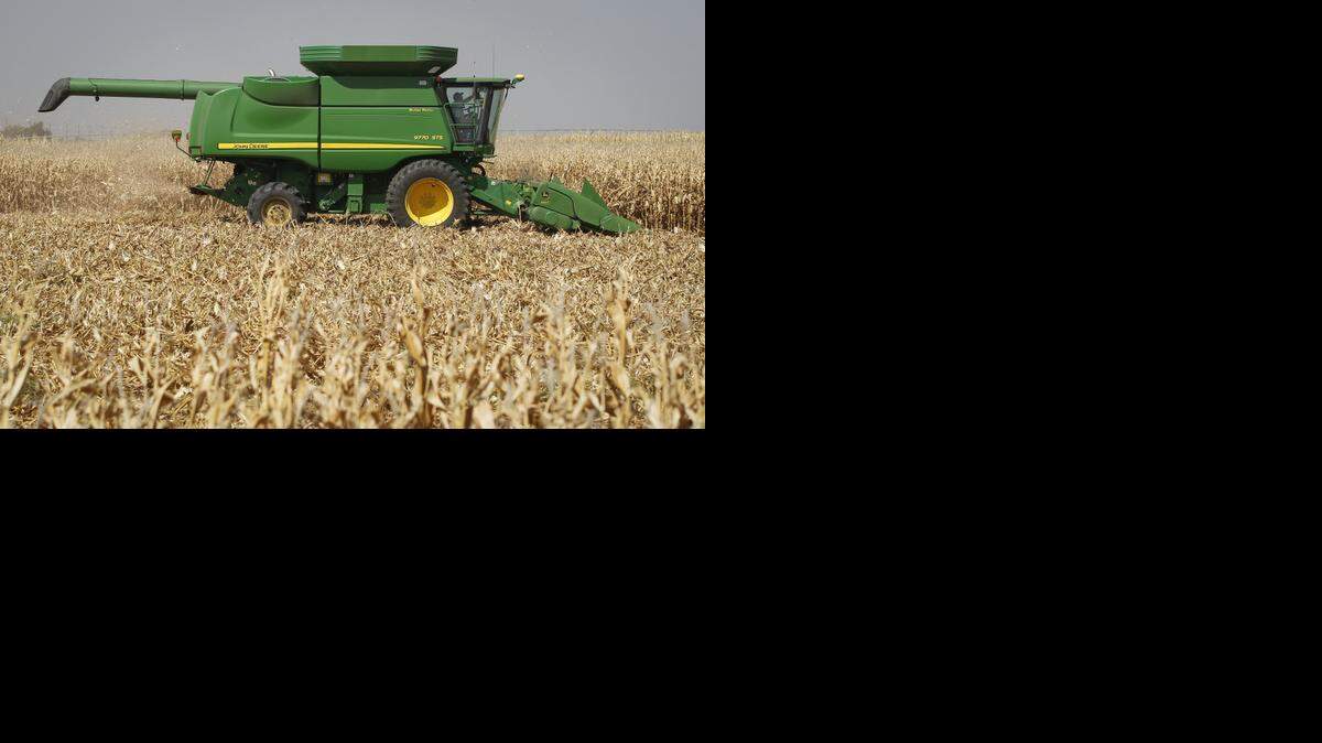 
Corn is harvested from a field south of Halstead on Tuesday. Yields on dry land corn are coming in high due to timely rains during the summer.
