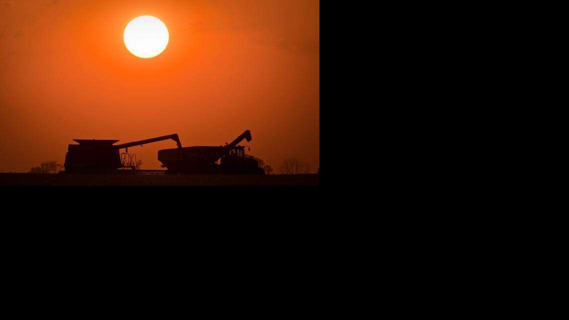 
Kansas wheat farmers tend to grow red winter wheat. They plant it in September and October. It grows a few inches in the fall before it goes dormant in the cold. The wheat becomes active again in March, grows steadily and is harvested in June. 
