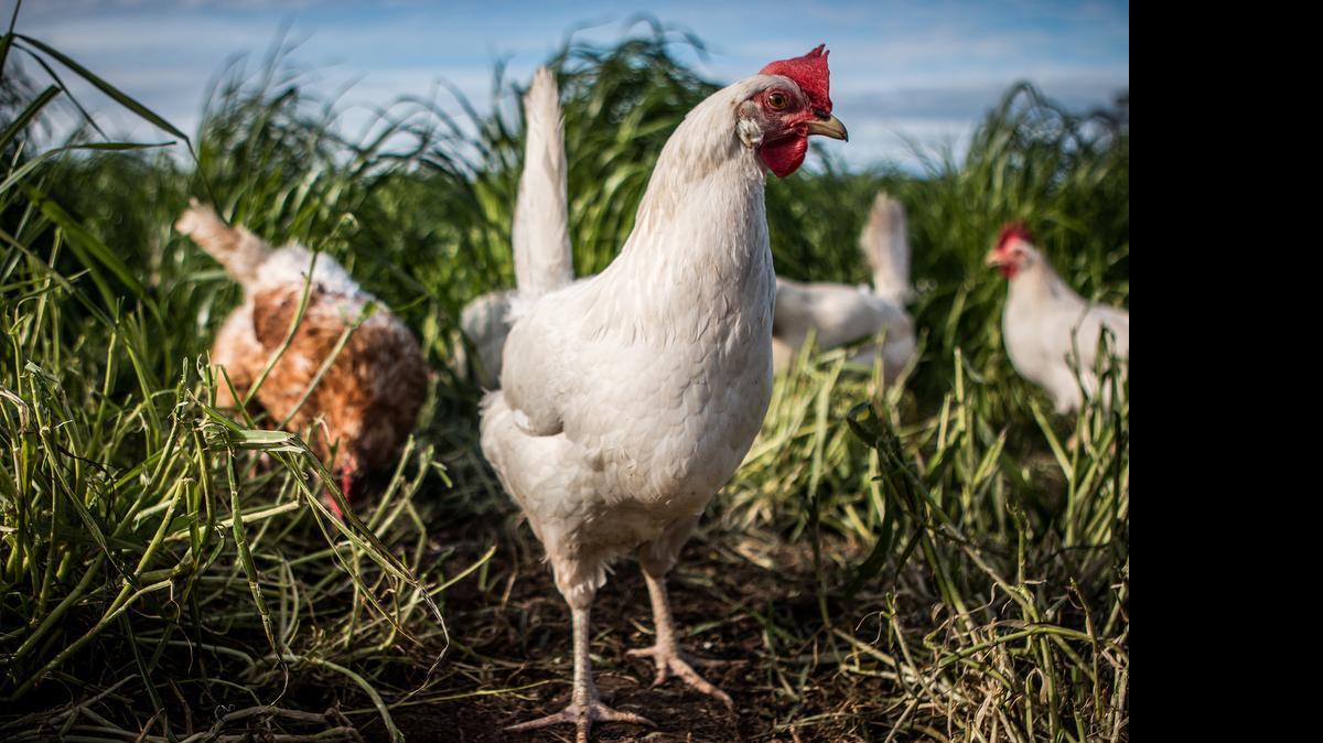 As part of their efforts to safeguard domestic flocks against bird flu, Kansas agriculture officials have moved to stop events at which flocks of birds are mingled. That means there will be no live chickens or other birds at county fairs or the Kansas State Fair.