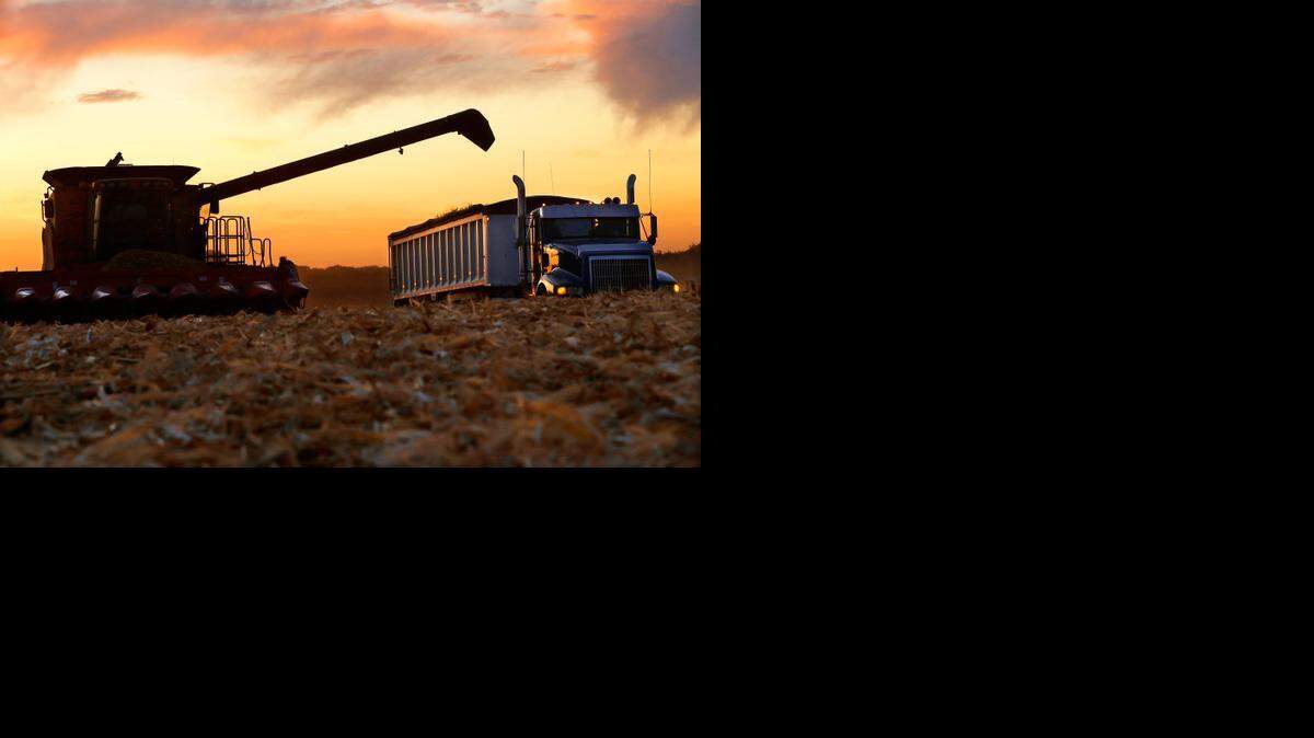 
Corn is harvested near Pleasant Plains, Ill., in late September. The U.S. Department of Agriculture has increased estimates for corn and soybean production in the United States, saying this year’s harvest will set records.
