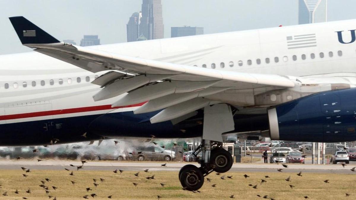 Birds scatter as a US Airways jet lands at Charlotte Douglas International Airport in 2013. According to the Bird Strike Committee USA, more than 255 people have been killed worldwide from bird strikes since 1988.