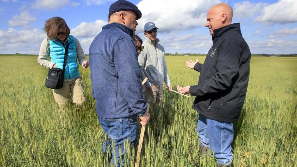 Kansas Wheat Tour puts a number on snowstorm’s toll