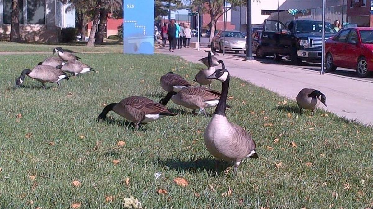 What are these geese up to? Lonny Wright has a guess.