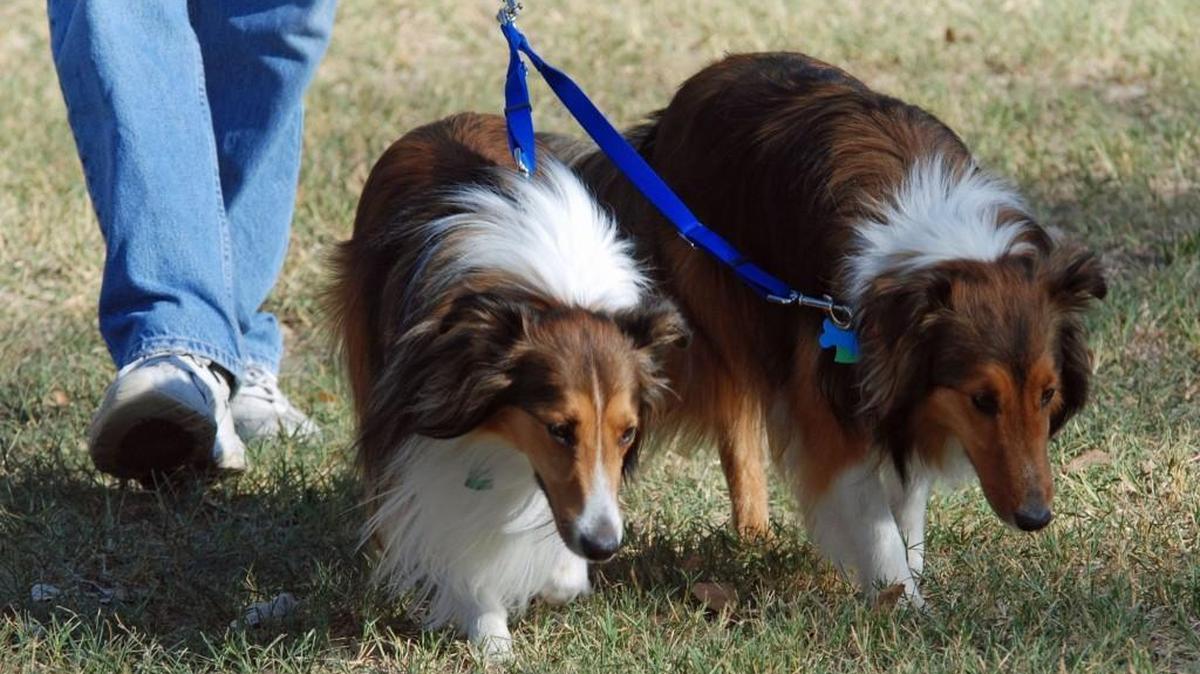 A new federal regulation requiring a relief area for service animals is causing a bit of an issue for Wichita’s airport.