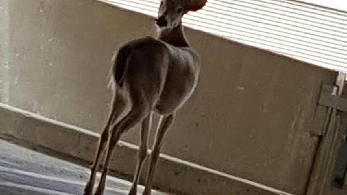 Garvey Center manager Larry Weber figured this photo of a deer in the center’s parking garage had to be Photoshopped.