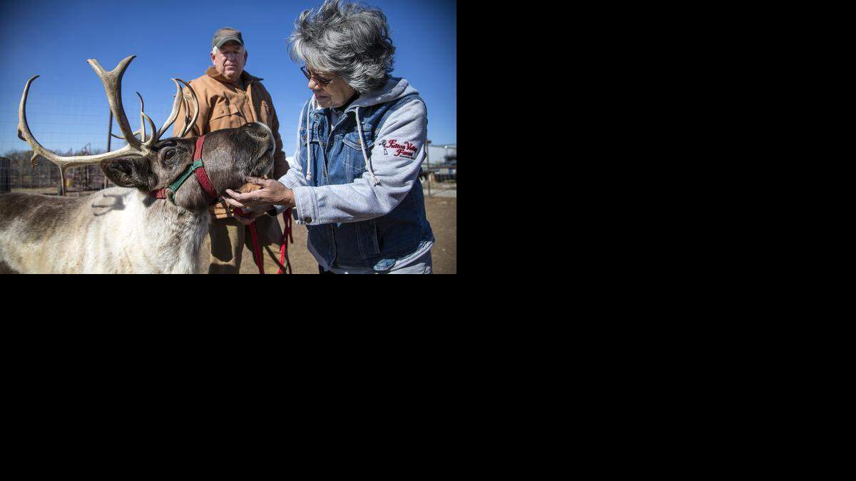 
Fulton Valley Farms owners David and Betty Corbin have added live reindeer for their holiday display this year and will rent them for visits the rest of the year.
