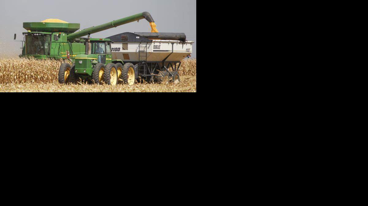 
Corn is harvested from a field south of Halstead last fall. Kansas farmers saw corn and sorghum yields that were substantially higher than in 2013, thanks to cooperative weather. 
