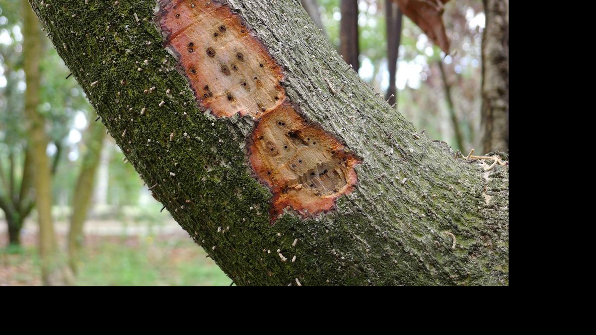 
The ambrosia beetle spreads a deadly fungus that could decimate Florida’s avocado crop. Researchers are testing drones and disease-sniffing dogs as tools to fight the scourge.
