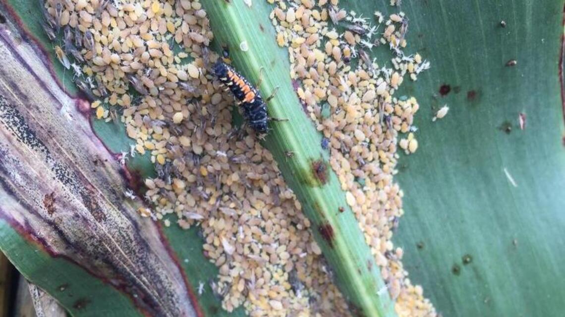 Aphids that plague sorghum fields return to Kansas