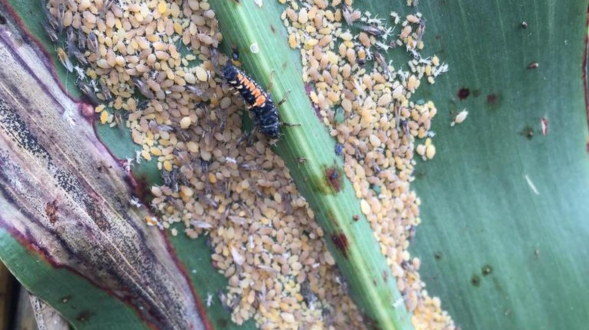 Sugarcane aphids have threatened grain sorghum fields in Kansas the past two years.