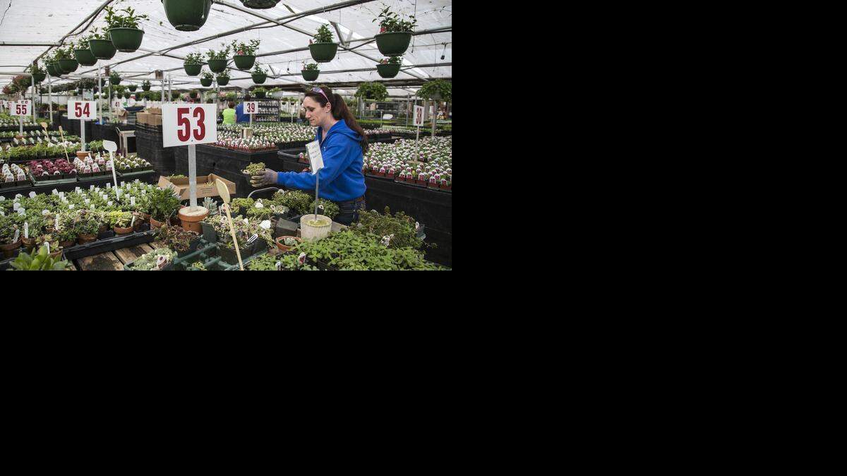 
Rachel Westmoreland trims succulents at Dutch’s Greenhouse.
