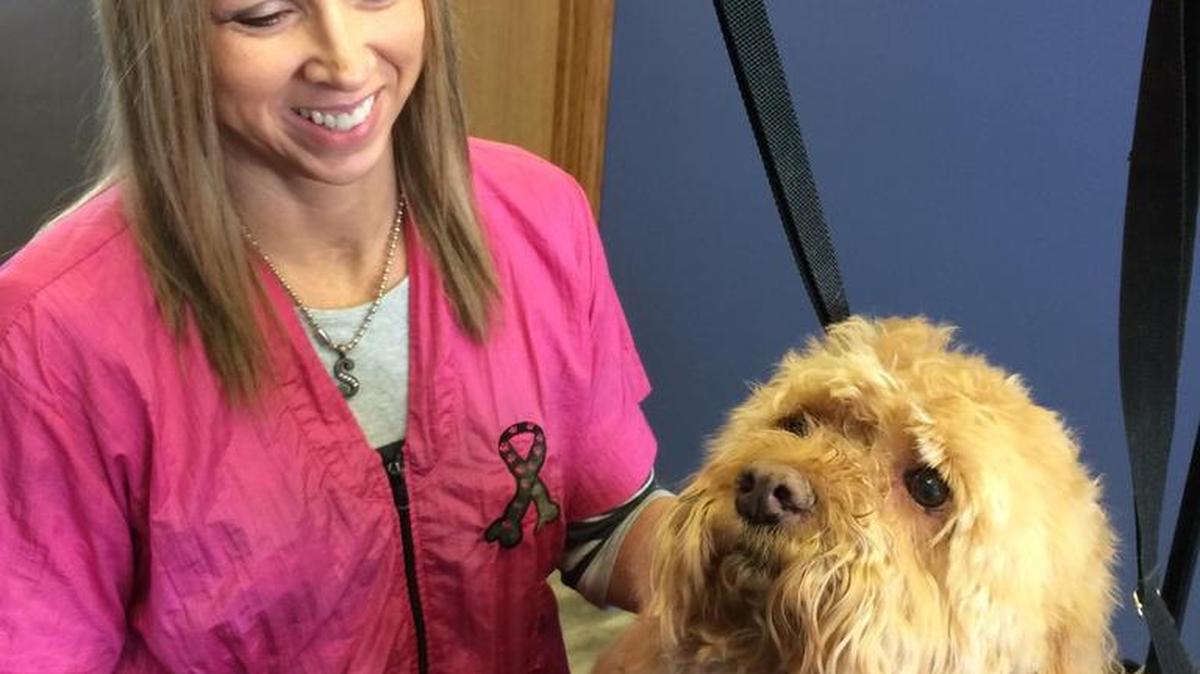 Stacy Towne grooms Rusty at her new salon, Towne N Country Grooming, in the Sweetbriar shopping center.