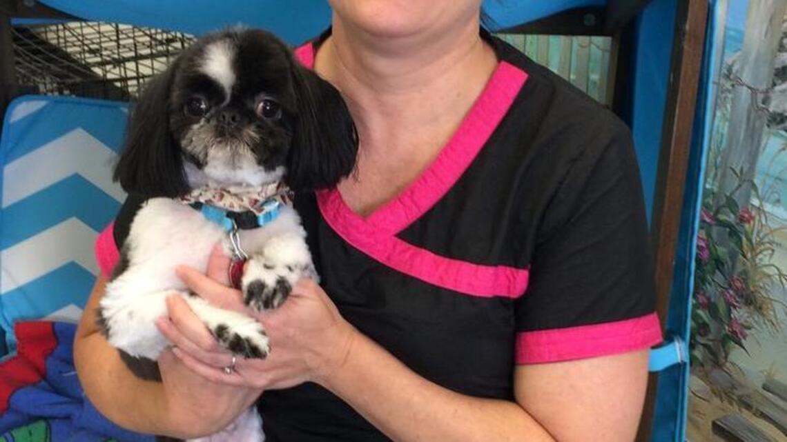Learn by doing: Self-taught dog groomer opens Celestial Pet Spaw