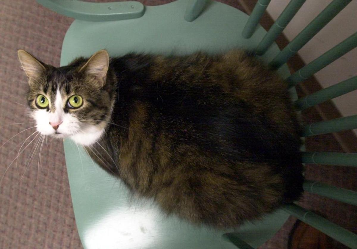 Obesity in cats is a growing problem; a 2022 pet obesity prevalence survey found that 61% of pet cats in the U.S. are overweight.