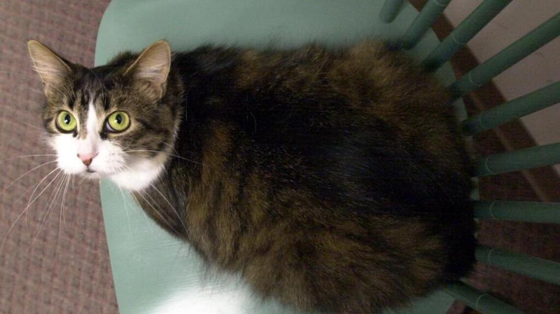 Kansas ranks No. 8 in U.S. for overweight cats