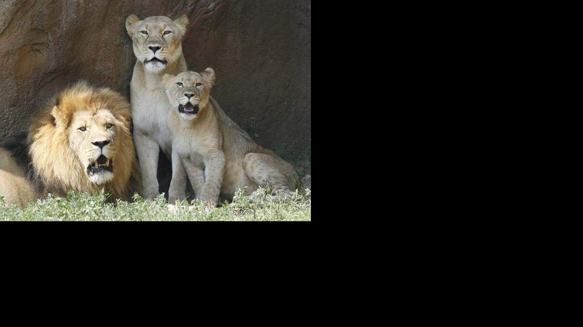 
Nemesis, a female lion at the Sedgwick County Zoo, middle, is flanked by Majola, left, and their cub Fern in 2007. Nemesis died Tuesday from apparent renal failure.
