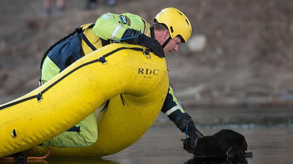 A firefighter retrieves an injured cat from the ice-covered Arkansas River in downtown Wichita Thursday afternoon.