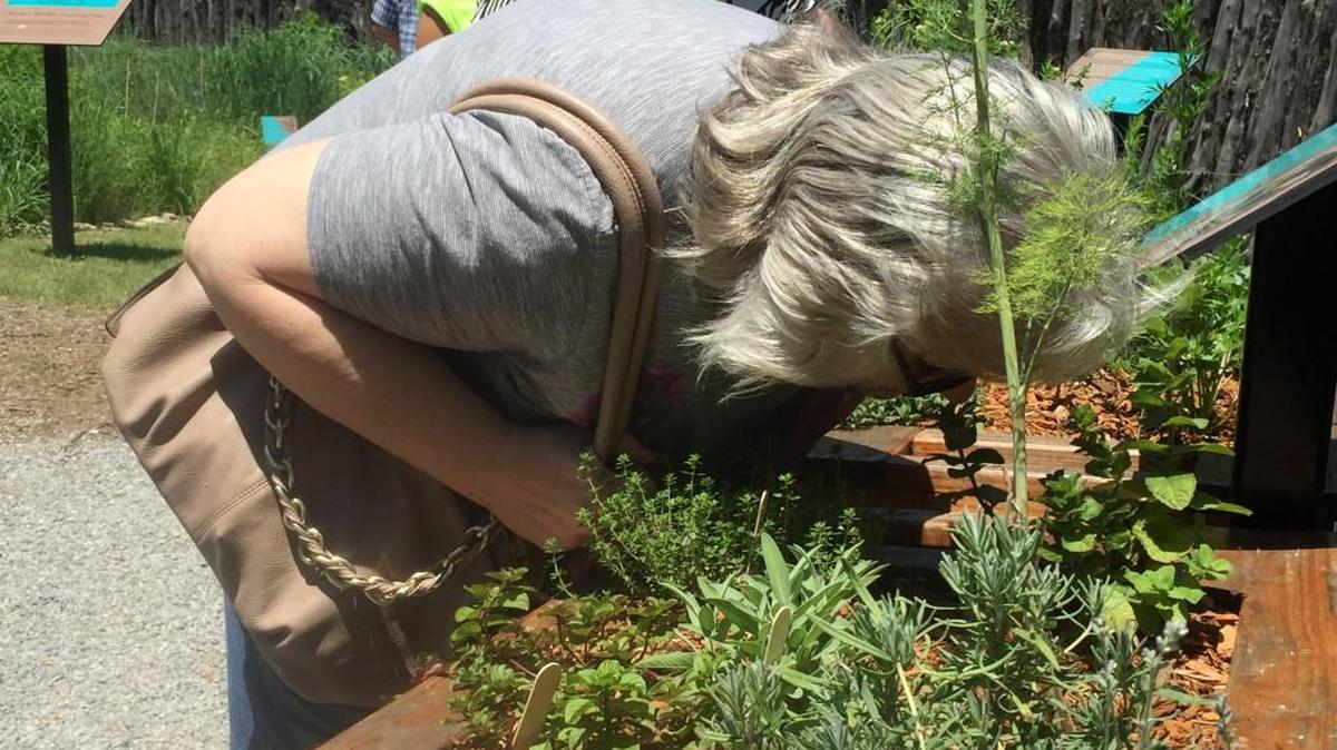 Penny Christensen of Derby sniffs mint Saturday in the Mid-America All-Indian Center’s sensory garden in the Outdoor Learning Center. (June 4, 2016)