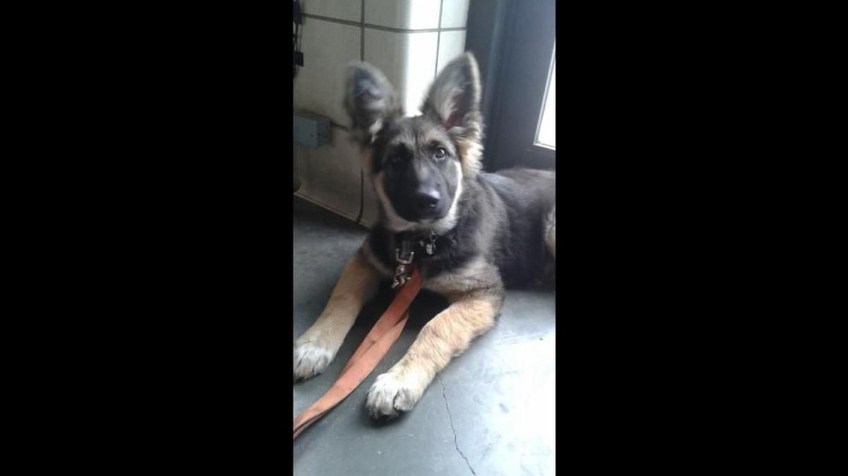 Venus, who went missing from her yard on Thursday, relaxes at Fire Station 1 downtown after being brought to the station by a homeless man Friday morning.