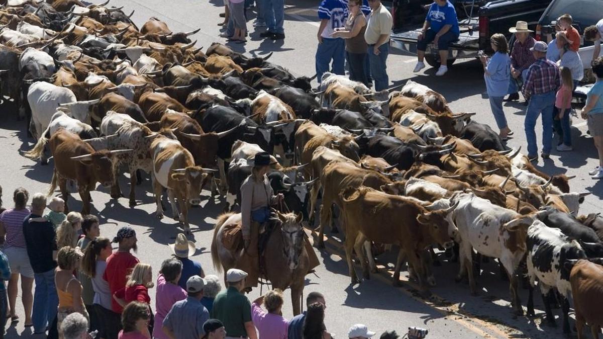 Cattle are driven through downtown Caldwell, one of the cowtowns along the Chisholm Trail, in 2007.