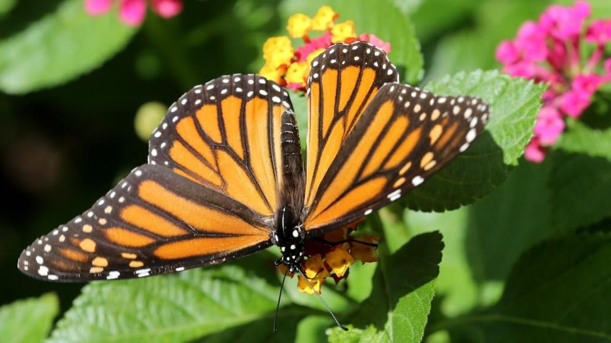 
Monarch butterflies require nectar on their long journey south, such as these flowers at Botanica. (Sept. 22, 2015)
