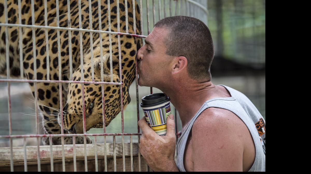 
Having a love for coffee, Voodoo, an African spotted leopard, receives a kiss from senior curator Steve Klein at Cedar Cove Feline Conservatory and Education Center, just east of Louisburg, Kan.
